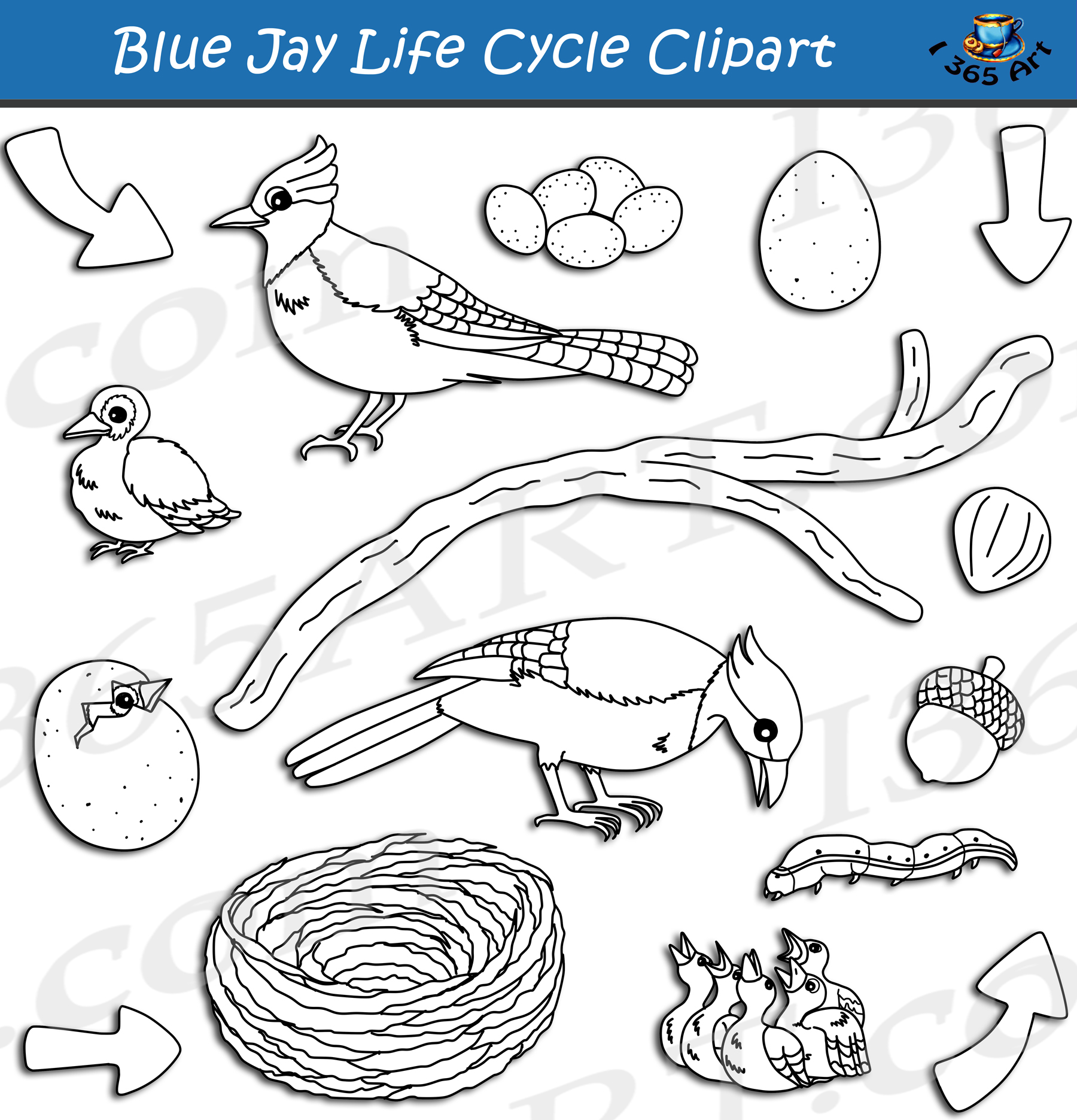Bird Clipart Clipart - blue-jay-bird-clipart - Classroom Clipart