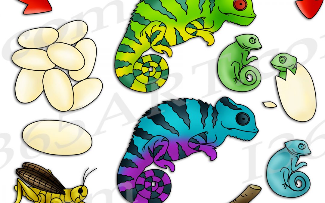 Chameleon Life Cycle Clipart Set Download