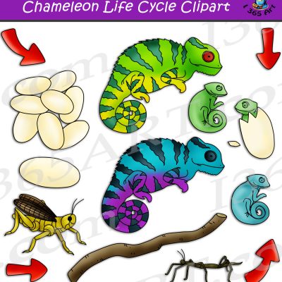 Chameleon life cycle clipart