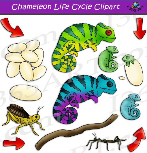 Chameleon life cycle clipart