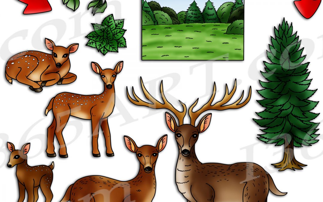 Deer Life Cycle Clipart Set Download