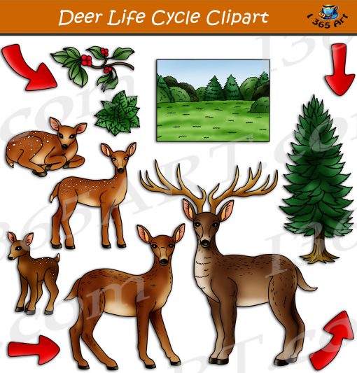 Deer Life Cycle Clipart
