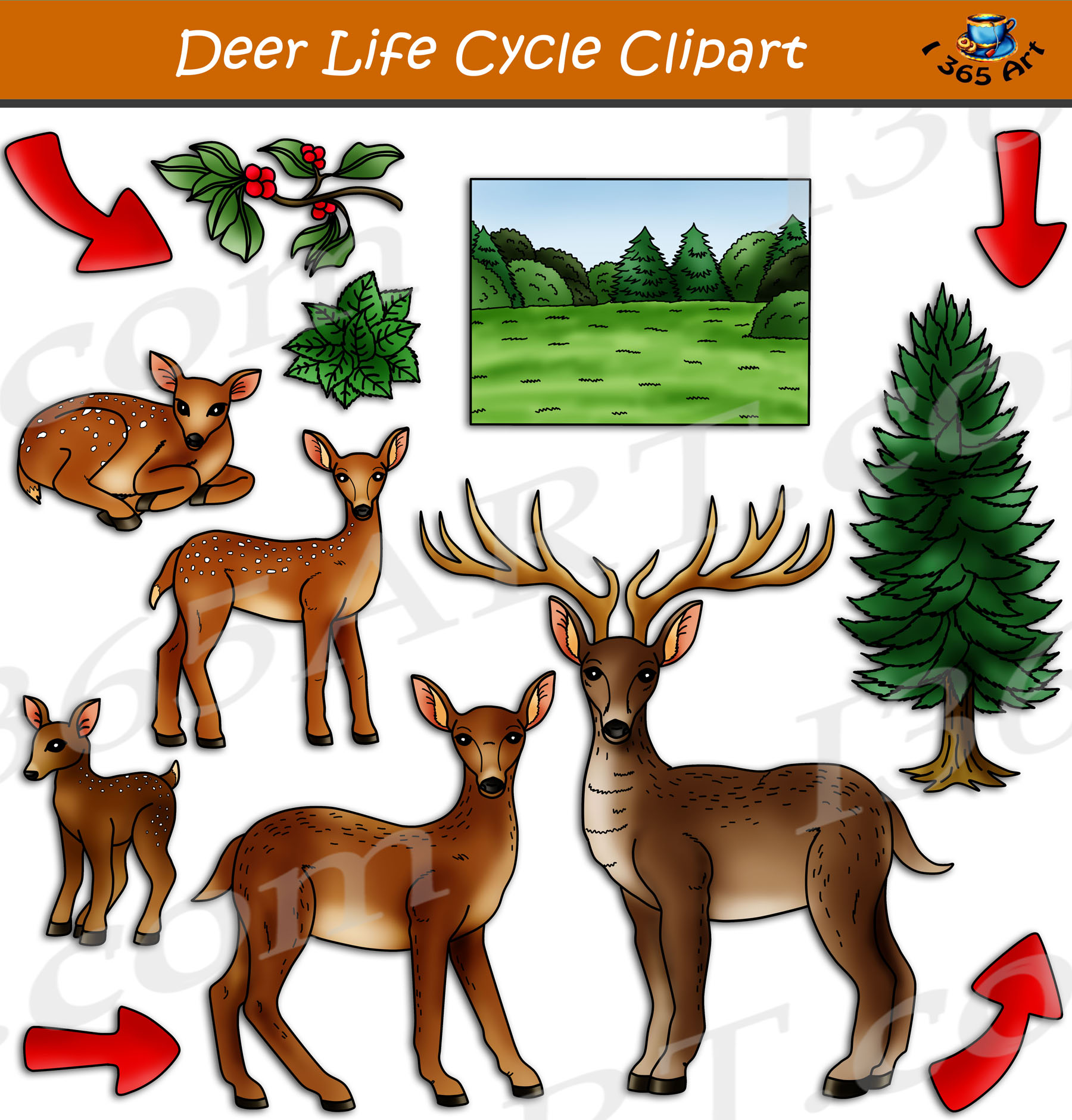 Life Cycle Of A Deer Fly