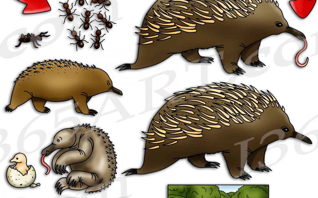 Echidna Life Cycle Clipart Set Download