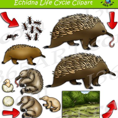 Echidna Life Cycle Clipart