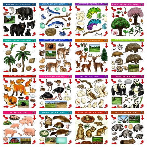 nature life cycle clipart pack 4