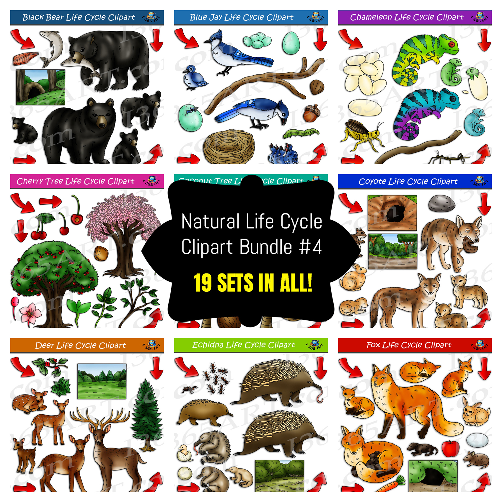 Life Cycle Clipart Mega Bundle 4 Get 19 Sets In All Clipart 4 School