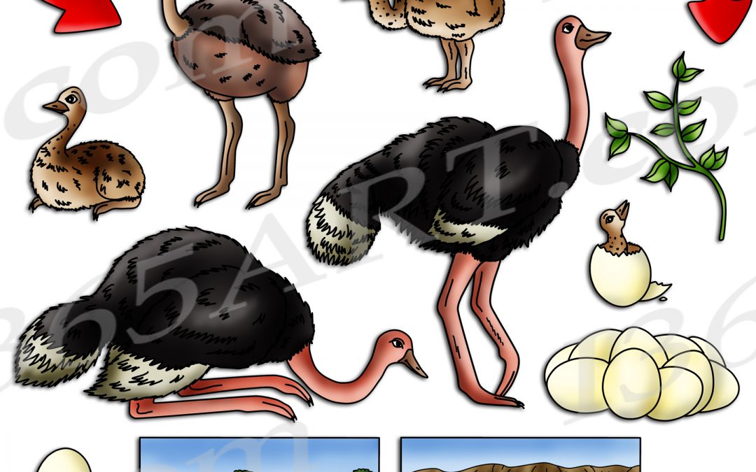 Ostrich Life Cycle Clipart Download