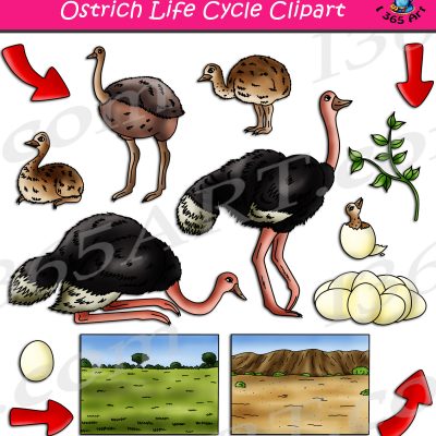 Ostrich Life Cycle Clipart