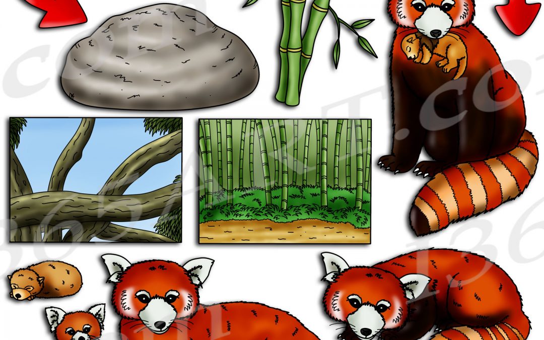 Red Panda Life Cycle Clipart Set Download
