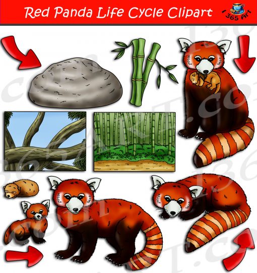 Red Panda Life Cycle Clipart Set Download - Clipart 4 School