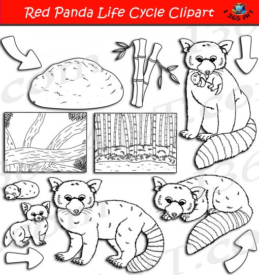 Red Panda Life Cycle Clipart
