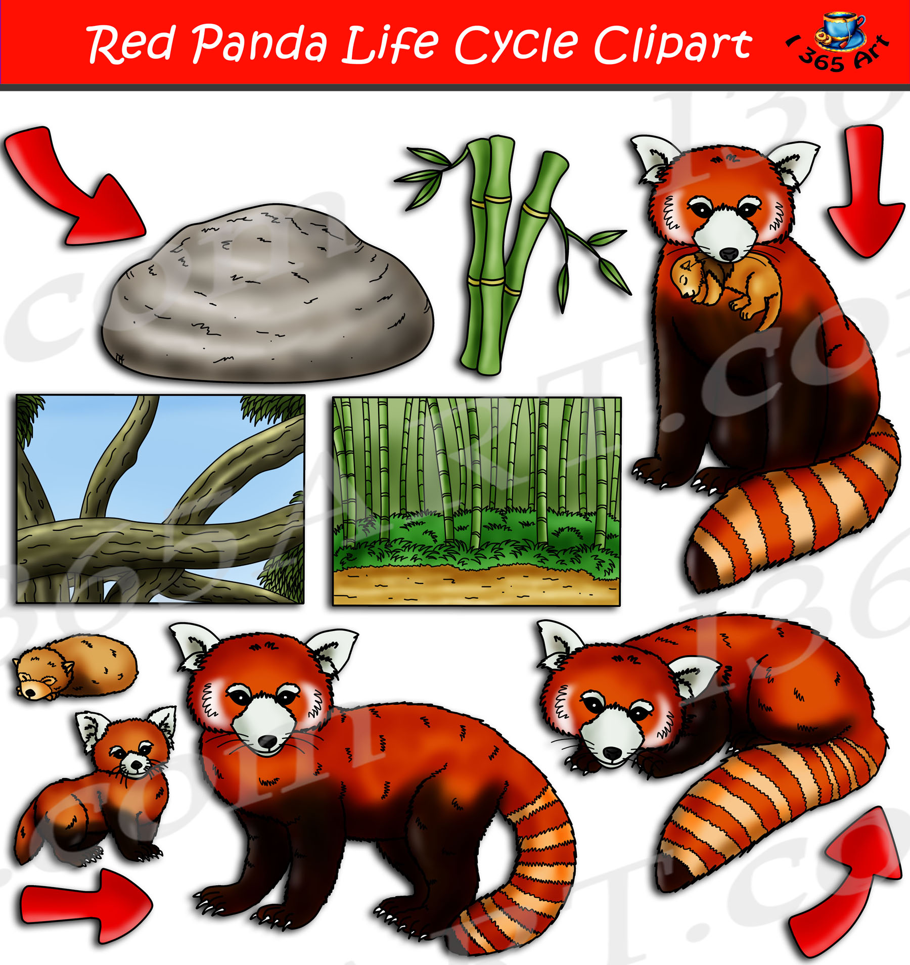 panda baby cycle