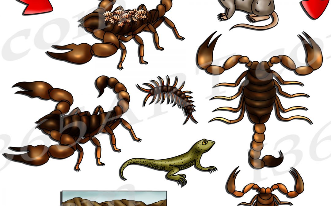 Scorpion Life Cycle Clipart Set Download
