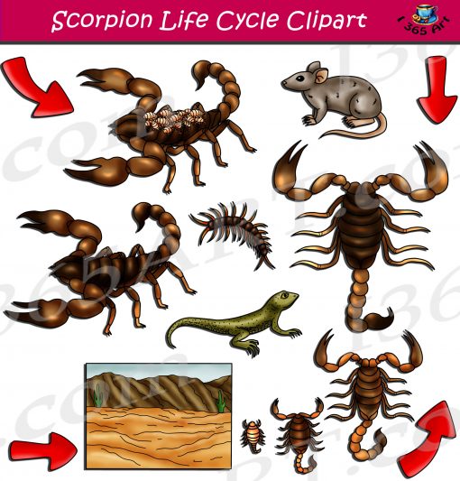 Scorpion Life Cycle Clipart