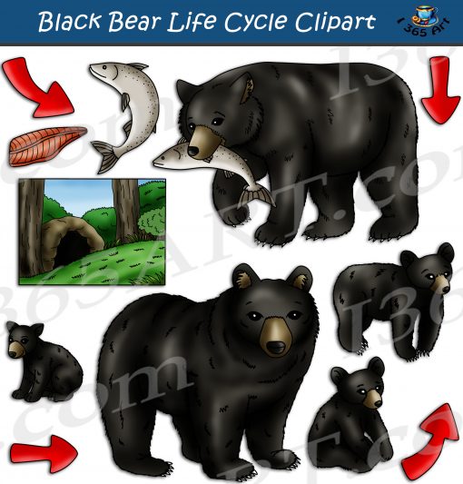 Black Bear Life Cycle Clipart