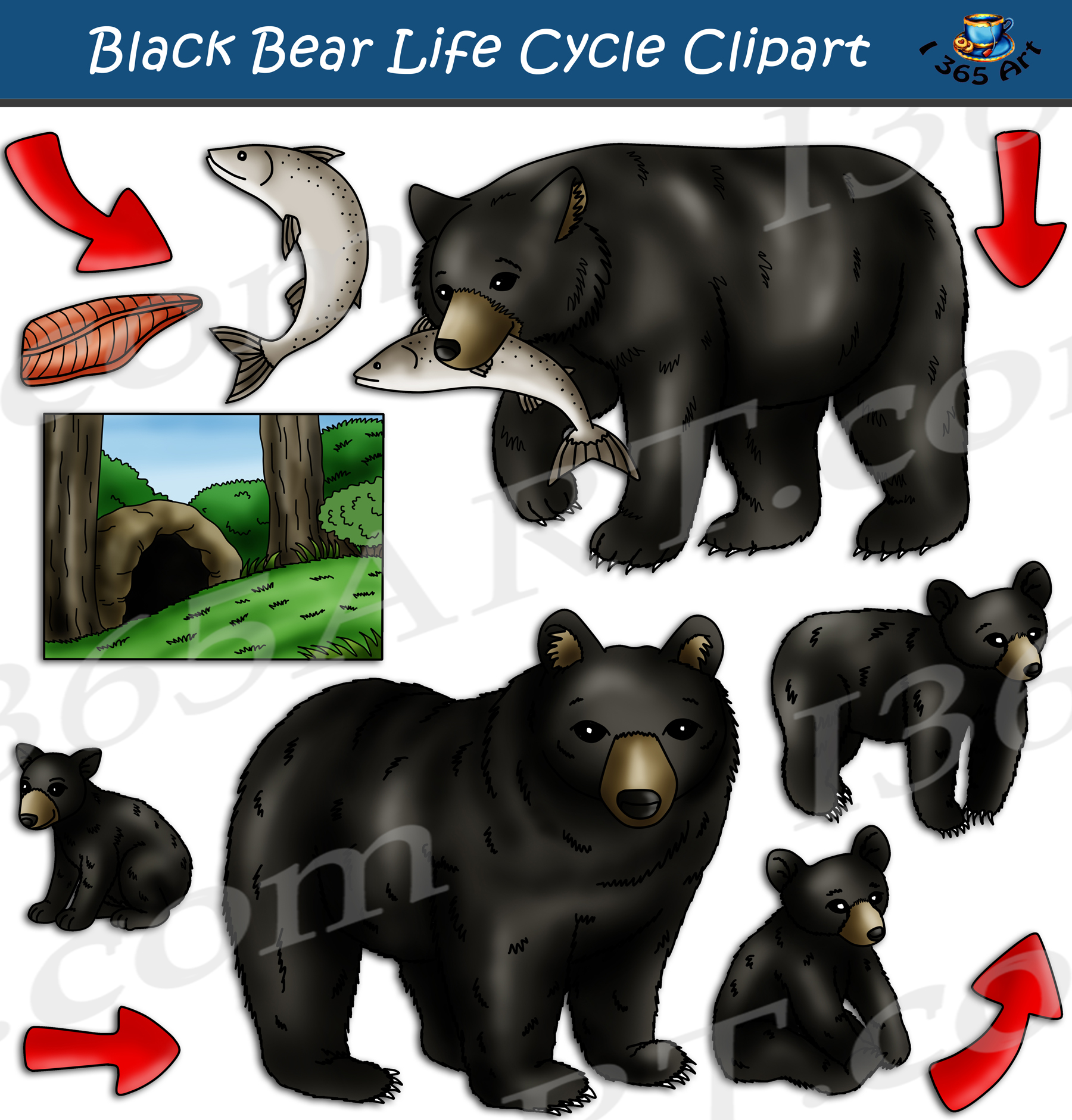Black Bear Life Cycle Clipart Set Download Clipart 4 School