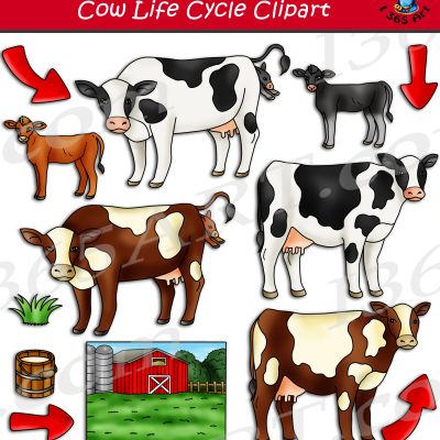 Cow Life Cycle Clipart