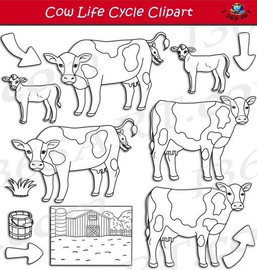 Cow Life Cycle Clipart