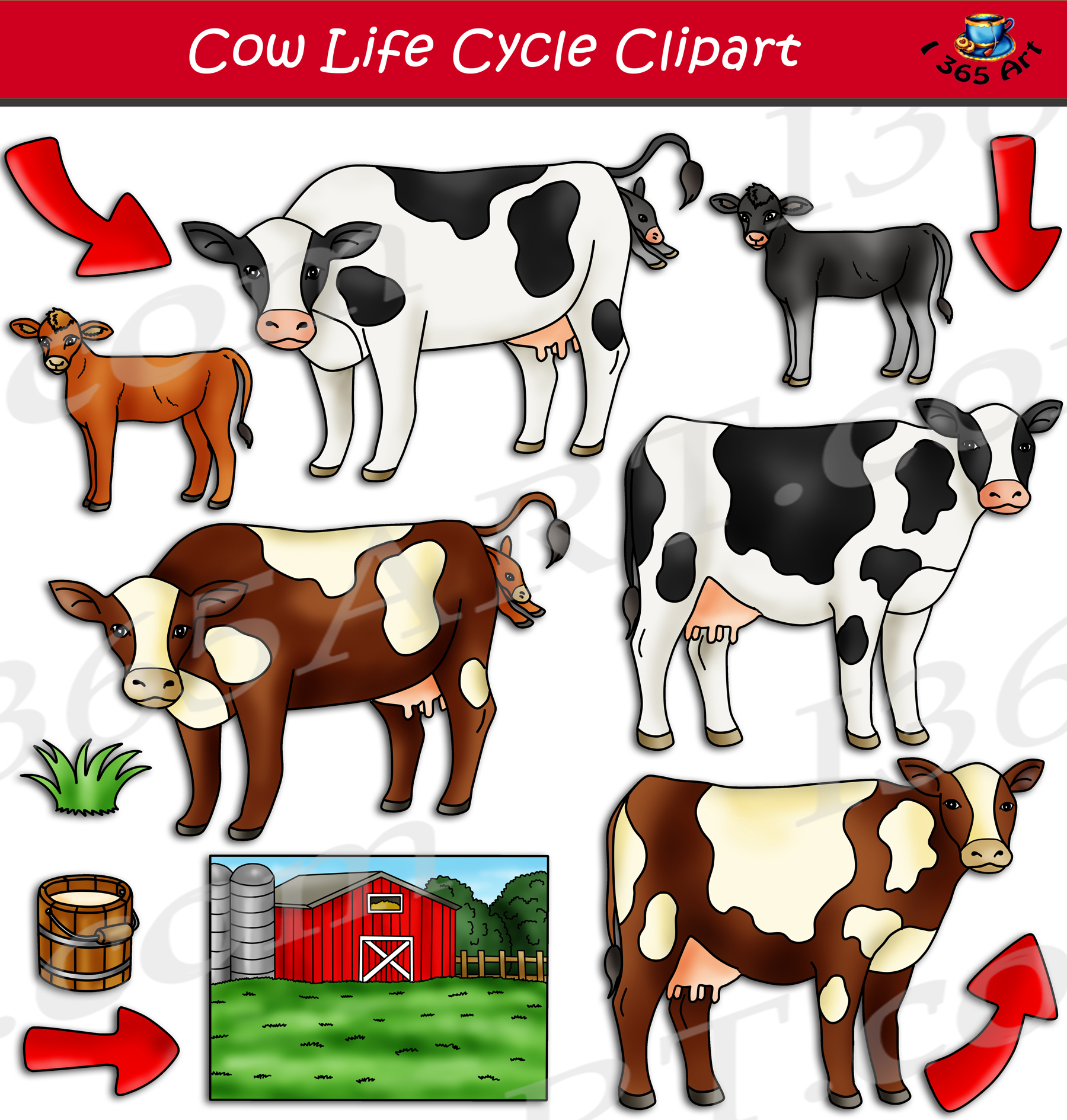 Cow Life Cycle Clipart Set Download Clipart 4 School