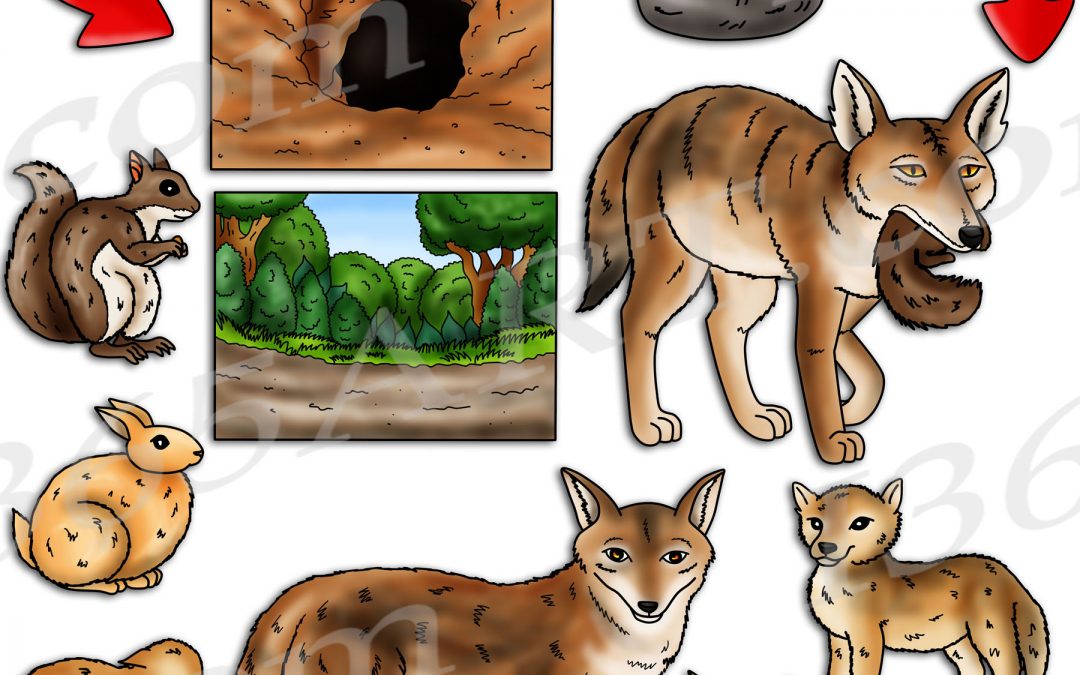 Coyote Life Cycle Clipart Set Download