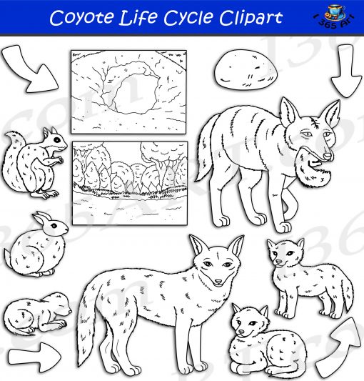 Coyote Life Cycle Clipart
