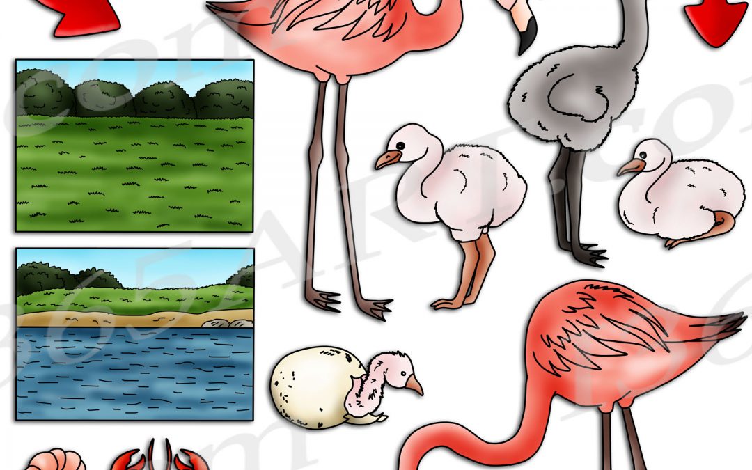 Flamingo Life Cycle Clipart Set Download