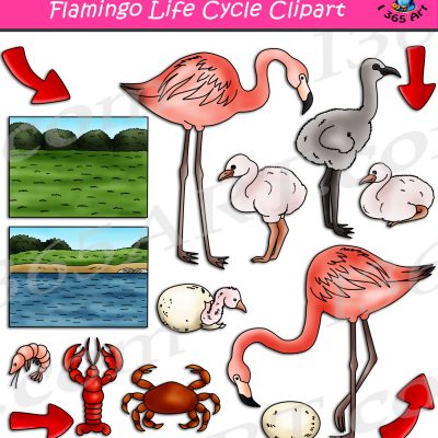 Flamingo Life Cycle Clipart
