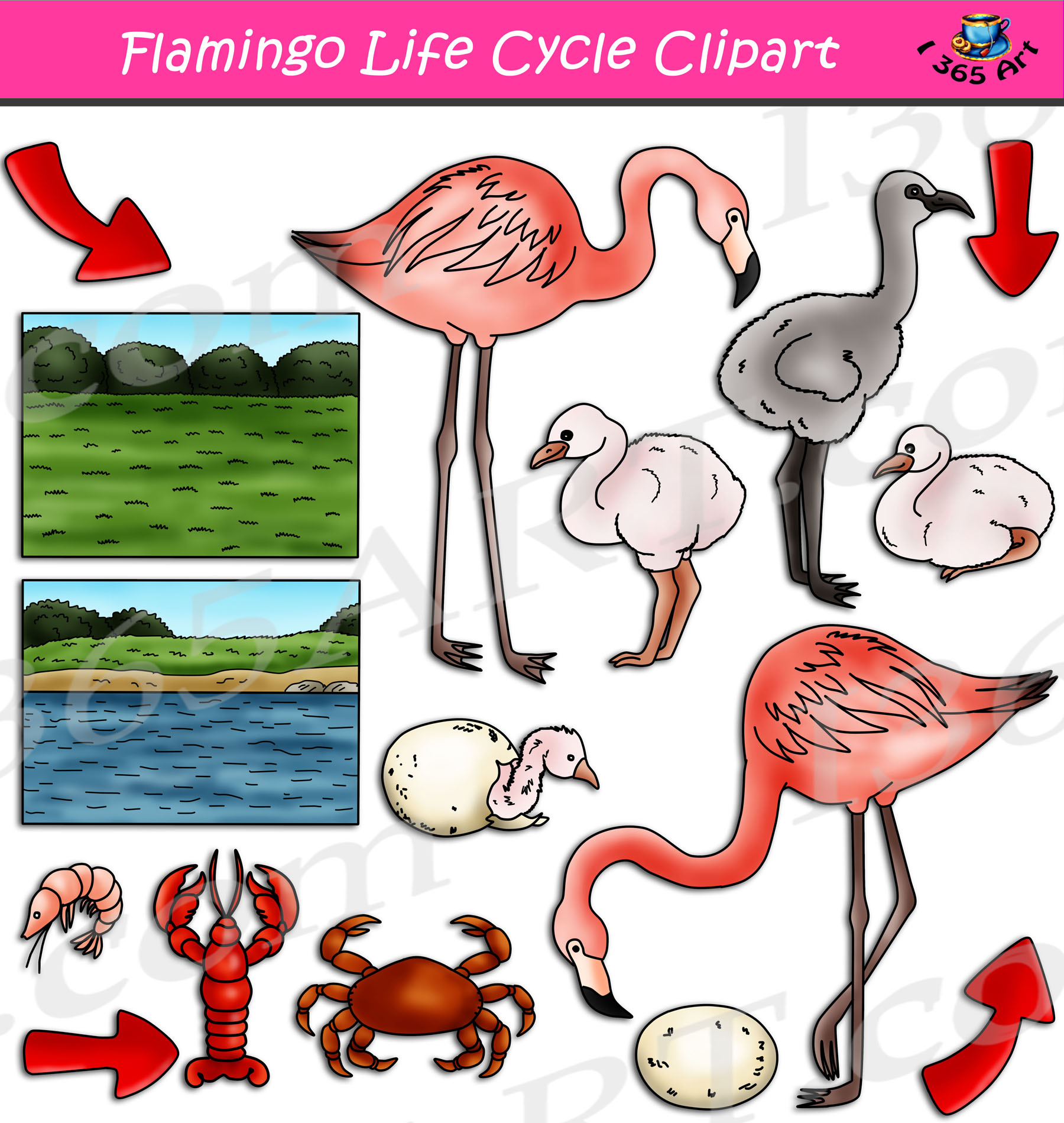 Flamingo Life Cycle Clipart Set Download Clipart 4 School [ 1899 x 1800 Pixel ]