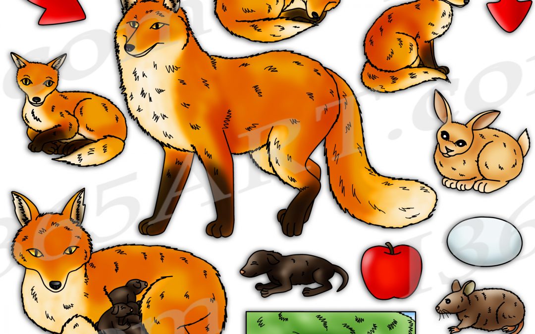 Fox Life Cycle Clipart Set Download