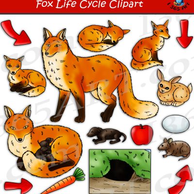 Fox Life Cycle Clipart