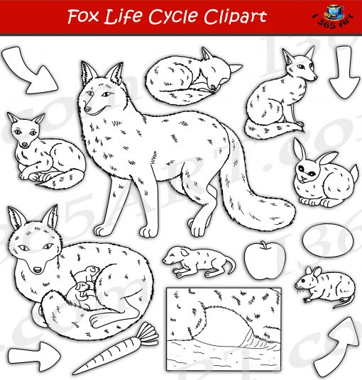 Fox Life Cycle Clipart