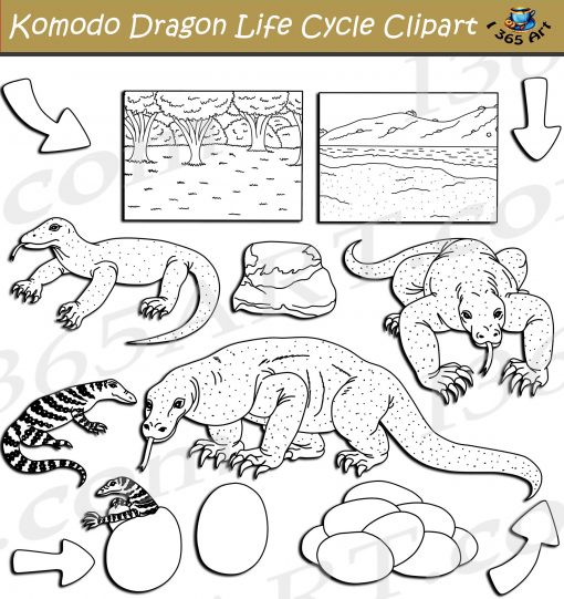 Komodo Dragon Life Cycle Clipart