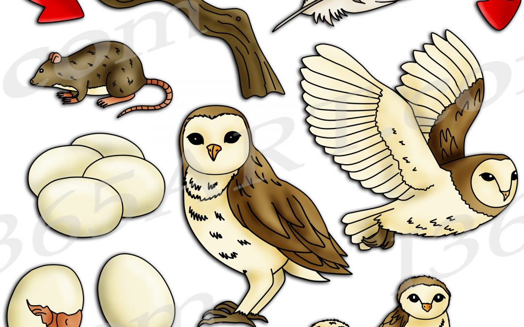 Owl Life Cycle Clipart Set Download