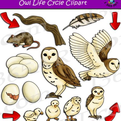 Owl Life Cycle Clipart