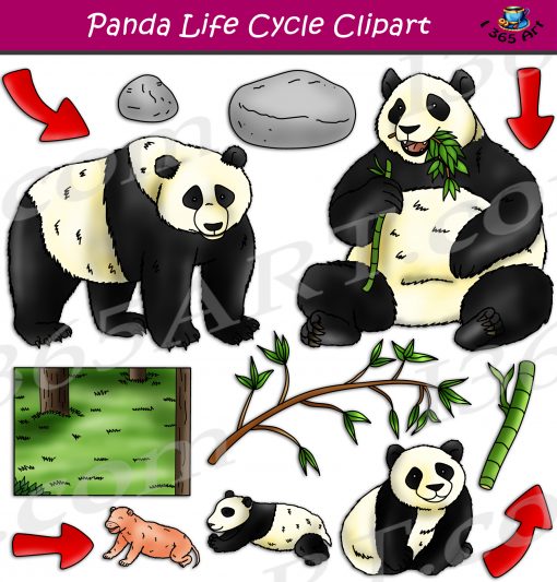 Panda Life Cycle Clipart