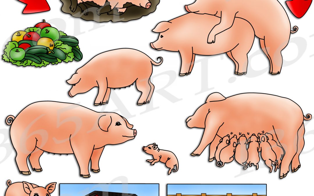 Pig Life Cycle Clipart Set Download