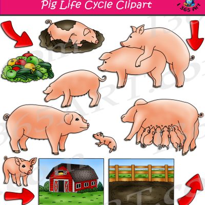 Pig Life Cycle Clipart
