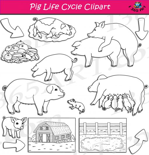 Pig Life Cycle Clipart