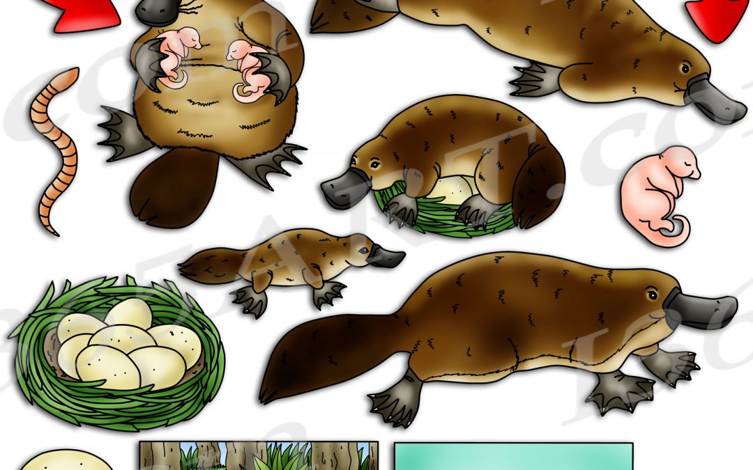 Platypus Life Cycle Clipart Set Download