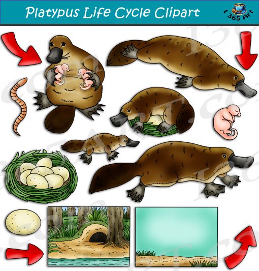 Platypus Life Cycle Clipart