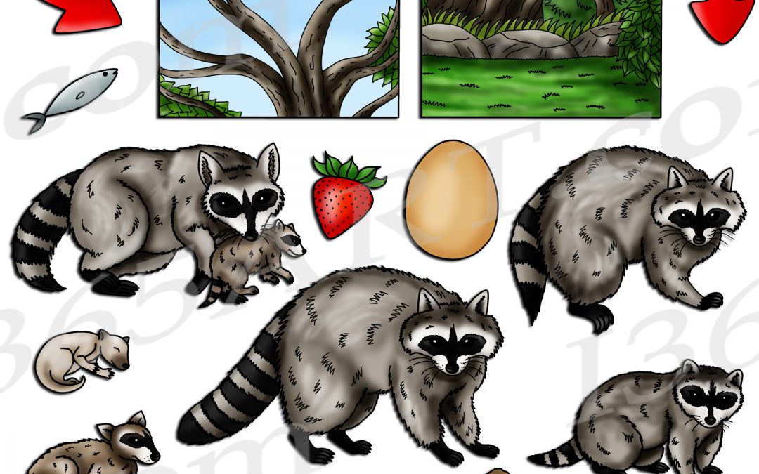 Raccoon Life Cycle Clipart Set Download