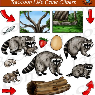 Raccoon Life Cycle Clipart