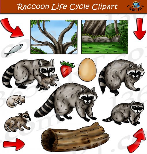Raccoon Life Cycle Clipart