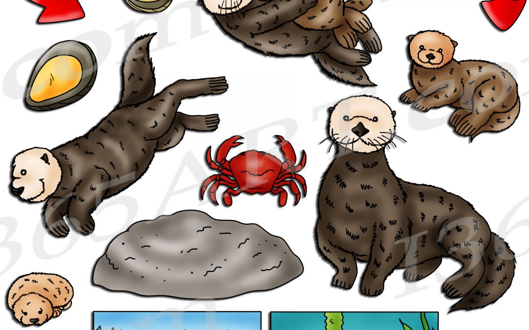 Sea Otter Life Cycle Clipart Set Download