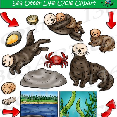 Sea Otter Life Cycle Clipart