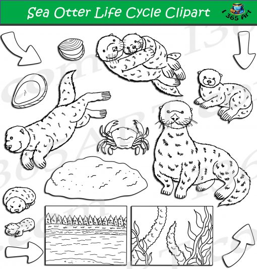 Sea Otter Life Cycle Clipart