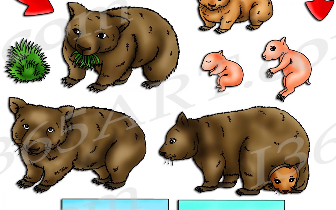 Wombat Life Cycle Clipart Set Download