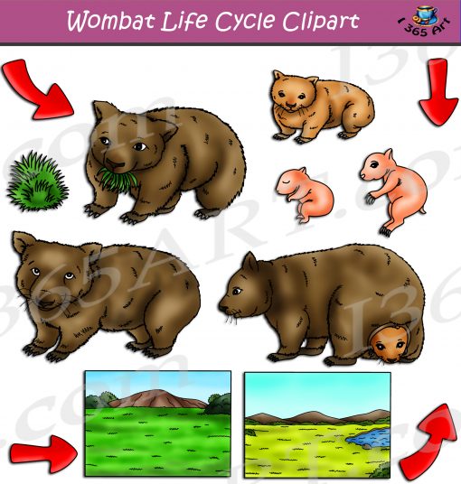 Wombat Life Cycle Clipart