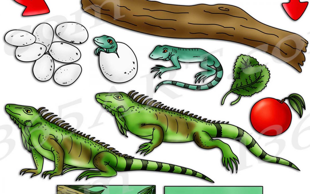 Iguana Life Cycle Clipart Set Download